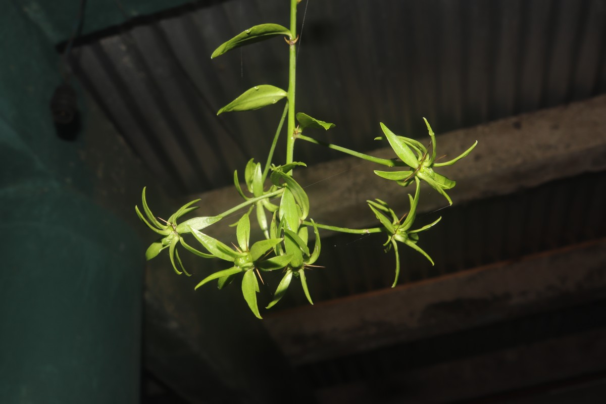 Pereskia aculeata Mill.